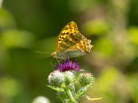 Argynnis paphia Flodahusdammen, Ravlunda skjutfält, Simrishamn, Skåne, Sweden 220190719_0022