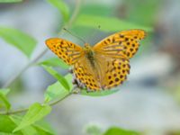 Argynnis paphia Shirokaya Shchel, Krasnodar, Russia 20160911B_0910