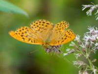 Argynnis paphia Shirokaya Shchel, Krasnodar, Russia 20160911B_0914