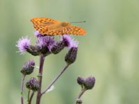 Argynnis paphia Snörum, Västervik, Småland, Sweden 20150712_0004