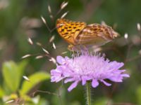 Argynnis paphia Snörum, Västervik, Småland, Sweden 20150712_0015