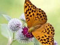 Argynnis paphia Stensoffa, Krankesjön, Lund, Skåne, Sweden 20130718-5