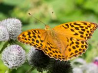 Argynnis paphia Stensoffa, Krankesjön, Lund, Skåne, Sweden 20130718-66