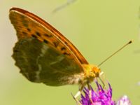 Argynnis paphia Ulvshult, Östra Göinge, Skåne, Sweden 20140709_0061