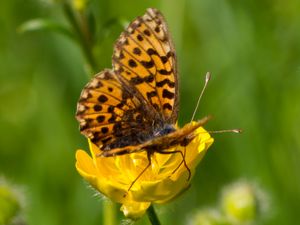 Boloria dia - Weaver's Fritillary - Violett pärlemorfjäril