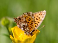 Boloria dia Hollokö village, Nograd, Hungary 20140507_0188