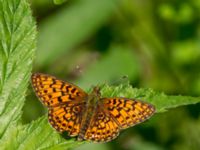 Boloria eunomia Fjärilsvägen, Grinduga, Gävle, Gästrikland, Sweden 20150705_1156