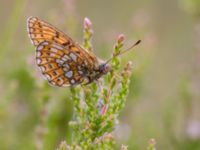 Boloria eunomia Väster-Sortmyran, Sävar, Umeå, Västerbotten, Sweden 20150706_0347