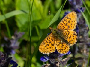 Boloria euphrosyne - Pearl-bordered Fritillary - Prydlig pärlemorfjäril