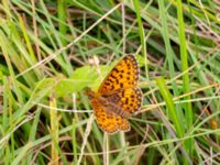 Boloria selene Dagshög, Torekov, Båstad, Skåne, Sweden 20180718_0113