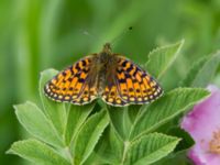 Boloria selene Fjärilsvägen, Grinduga, Gävle, Gästrikland, Sweden 20150705_1269