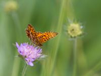 Boloria selene Fjärilsvägen, Grinduga, Gävle, Gästrikland, Sweden 20150705_1271