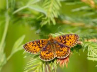 Boloria selene Fjärilsvägen, Grinduga, Gävle, Gästrikland, Sweden 20150705_1303