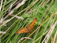 Boloria selene Hunneröds mosse, Svedala, Skåne, Sweden 20160714_0056