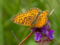 Boloria selene Hunneröds mosse, Svedala, Skåne, Sweden 20160714_0165