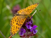 Boloria selene Hunneröds mosse, Svedala, Skåne, Sweden 20160714_0169