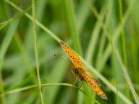 Boloria selene Hunneröds mosse, Svedala, Skåne, Sweden 20160714_0173