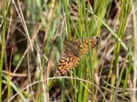 Boloria selene Hunneröds mosse, Svedala, Skåne, Sweden 20170620_0018