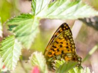 Boloria selene Icecatvägen, Kiruna, Torne lappmark, Lappland, Sweden 20150710B_0114