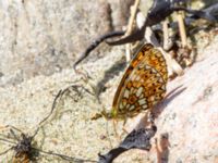 Boloria selene Steninge naturreservat, Falkenberg, Halland, Sweden 20160605_0234