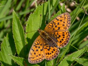 Brenthis ino - Lesser Marbled Fritillary - Älggräsfjäril