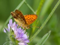 Brenthis ino Fjärilsvägen, Grinduga, Gävle, Gästrikland, Sweden 20150705_1245