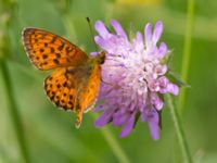 Brenthis ino Fjärilsvägen, Grinduga, Gävle, Gästrikland, Sweden 20150705_1259