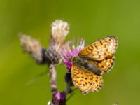 Brenthis ino Hunneröds mosse, Skurup, Skåne, Sweden 20170713_0077