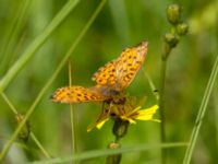 Brenthis ino Toarpsdammen, Malmö, Skåne, Sweden 20190621_0041