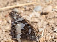 Brintesia circe Demergy, Crimea, Russia 20150918_0054