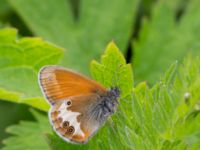 Coenonympha arcania Bråfors, Norberg, Västmanland, Sweden 20150705_0399