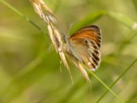 Coenonympha arcania Ekestad, Kristianstad, Skåne, Sweden 20220626_0009