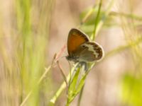 Coenonympha arcania Ekestad, Kristianstad, Skåne, Sweden 20220626_0020