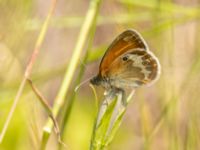 Coenonympha arcania Ekestad, Kristianstad, Skåne, Sweden 20220626_0024