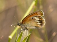 Coenonympha arcania Ekestad, Kristianstad, Skåne, Sweden 20220626_0031