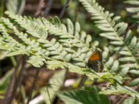 Coenonympha arcania Vackerslätt, Nybro, Småland, Sweden 20150704_0532