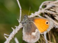 Coenonympha pamphilus Östra Sand, Åhus, Kristianstad, Skåne, Sweden 20130713-202