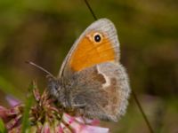 Coenonympha pamphilus Bunkeflodammen, Malmö, Skåne, Sweden 20130618B-24