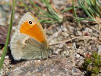 Coenonympha pamphilus Horna, Åhus, Kristianstad, Skåne, Sweden 20130615-87