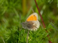 Coenonympha pamphilus Husie mosse, Malmö, Skåne, Sweden 20190531_0014