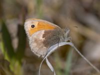 Coenonympha pamphilus Sandheden, Klagshamns udde, Malmö, Skåne, Sweden 20240531_0045