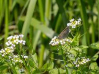 Coenonympha pamphilus Sularpsbäcken, Annelund, Lund, Skåne, Sweden 20170623_0013