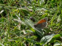 Coenonympha pamphilus Tosteberga ängar, Kristianstad, Skåne, Sweden 20150514_0118