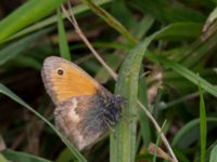 Coenonympha pamphilus Vellinge Väster, Vellinge, Skåne, Sweden 20160805_0004