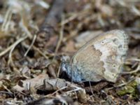 Coenonympha thyrsis Gianna Korfi, Crete, Greece 20130706 011