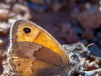 Coenonympha thyrsis Gianna Korifi, Crete, Greece 20130706B 017