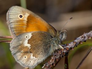 Coenonympha tullia - Large Heath - Starrgräsfjäril