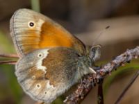 Coenonympha tullia Traneröds mosse, Eslöv, Skåne, Sweden 20130615B-316