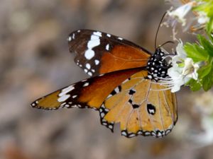 Danaus chrysippus - Plain Tiger - Mindre monark