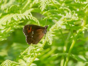 Erebia ligea - Arran Brown - Skogsgräsfjäril